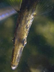 Stickleback - the fifteen spined variety!
Aughrusmore Pi... by Mark Thomas 
